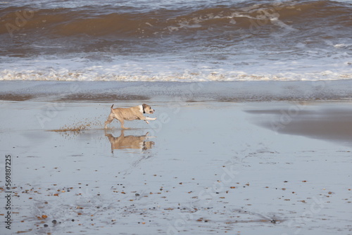 Sequential action shots of a Dog with a ball playing on a beach in Walcott Norfolk UK