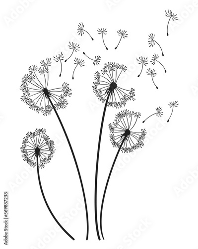 Dandelion wind blow background. Black silhouette with flying dandelion buds on white. Abstract flying seeds. Decorative graphics for printing. Floral scene design