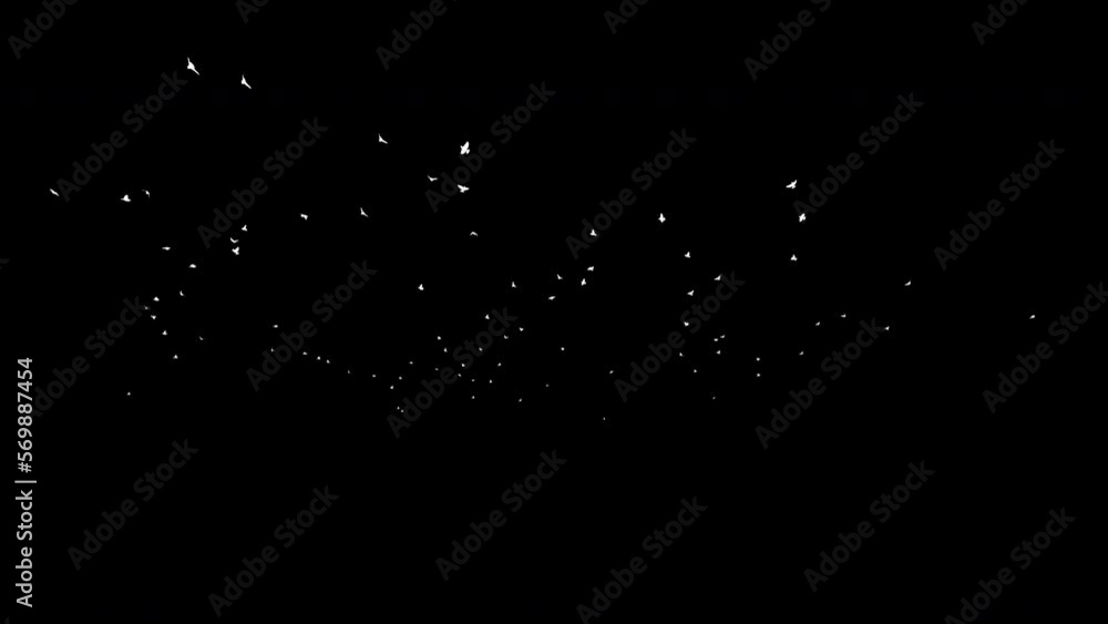 Sparrow Silhouettes Transparent Alpha Video Sparrow Silhouettes Transparent Alpha Video