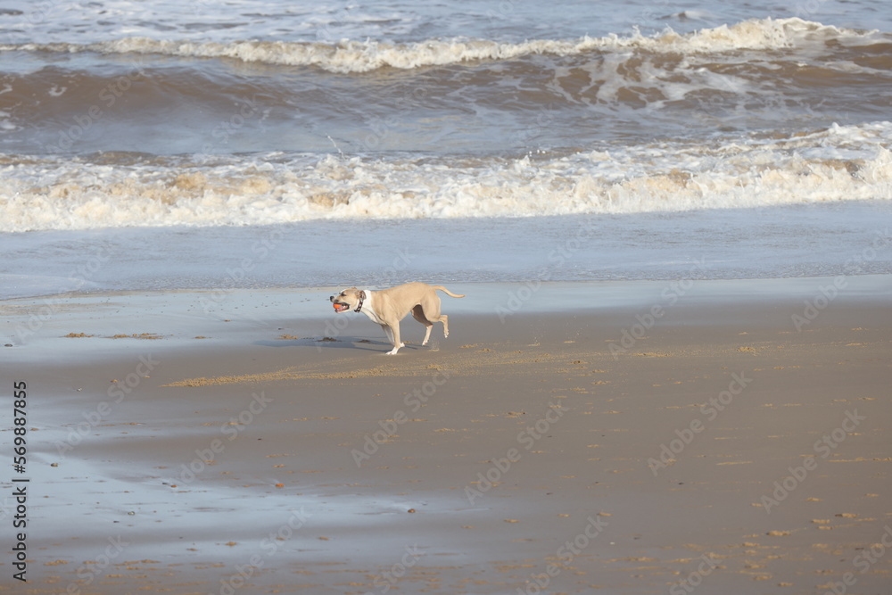 Sequential action shots of a Dog with a ball playing on a beach in ...