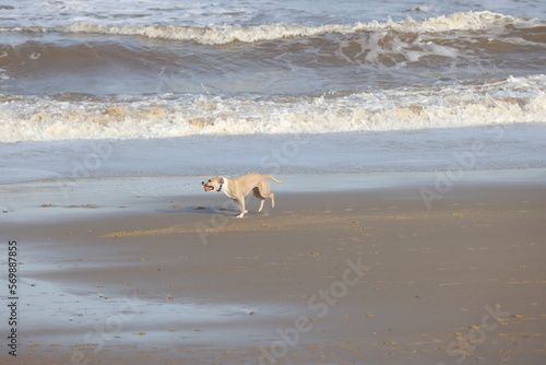 Sequential action shots of a Dog with a ball playing on a beach in Walcott Norfolk UK © Gavin
