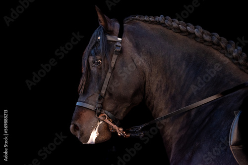Chestnut andalusian horse side portrait on a black background. Pure Spanish thoroughbred with braided mane, harness and bridle. Equestrian.