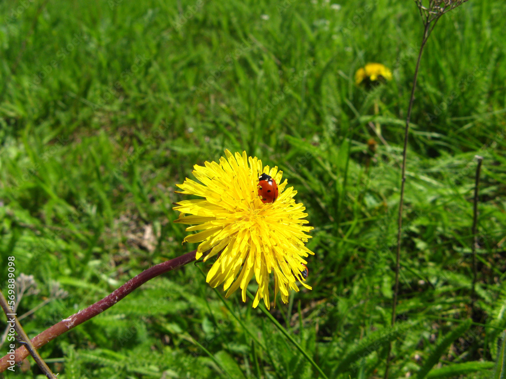 Ladybug on yellow dandelion in the garden