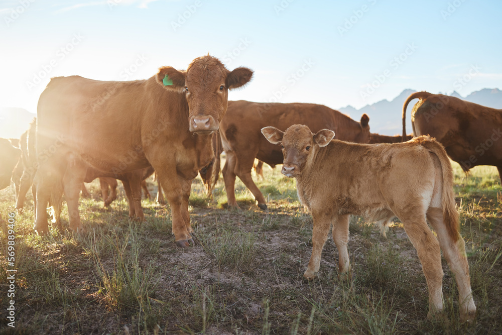 Agriculture, sustainable and cows on a livestock farm for a industry small business in nature. Eco friendly, sustainability and agro field with animals grazing or eating grass in the countryside.