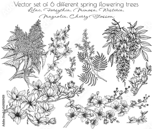 Fototapeta Naklejka Na Ścianę i Meble -  Vector set of 6 different spring flowering trees. Cherry blossom, wisteria, lilac, mimosa, magnolia in engraving style