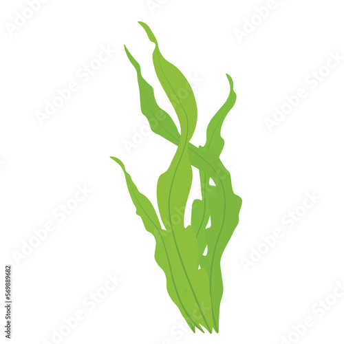 Seaweed. laminaria vector illustration. Cartoon seaweeds, kelp and corals. Aquatic plants with leaves. Natural marine and aquarium elements, water decor objects.