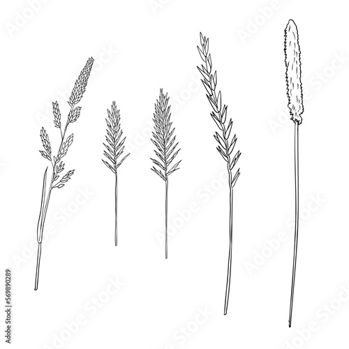 vector drawing grass plants, line drawing floral elements, hand drawn illustration
