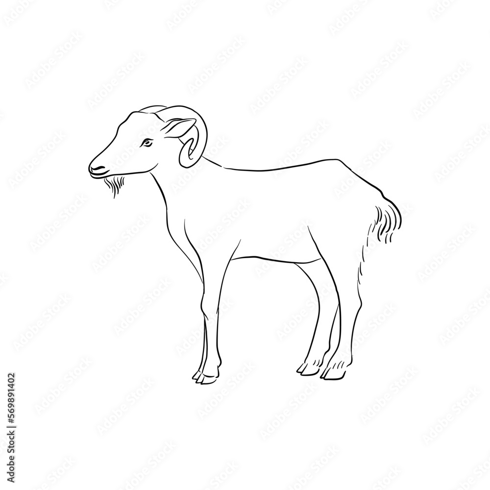 vector drawing goat, sketch of domestic animal, hand drawn illuastration , isolated nature design element vector drawing goat, sketch of domestic animal, hand drawn illuastration , isolated nature design element