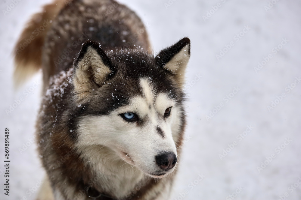 Siberian Husky dog black and white colour with blue eyes winter. Siberian Husky dog black and white colour with blue eyes winter.
