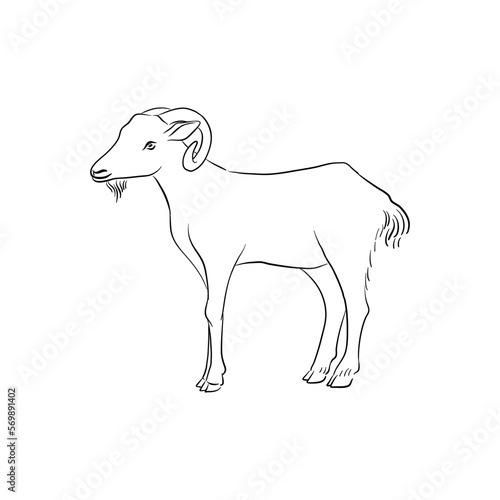 vector drawing goat  sketch of domestic animal  hand drawn illuastration   isolated nature design element