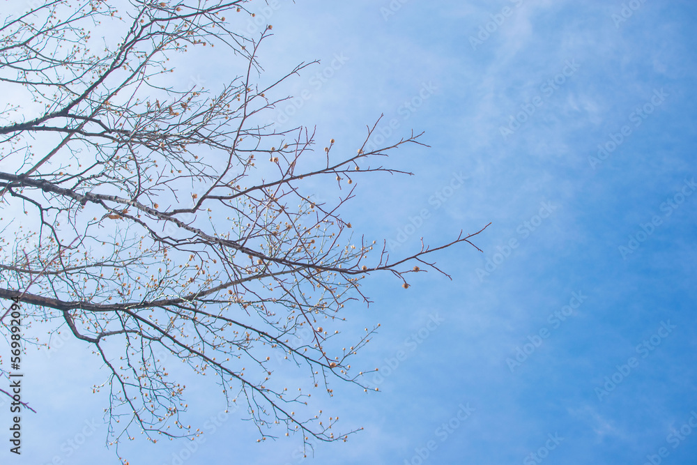 Bare tree branches on a pale white background Bare tree branches on a pale white background
