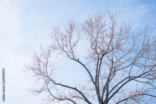 Bare tree branches on a pale white background