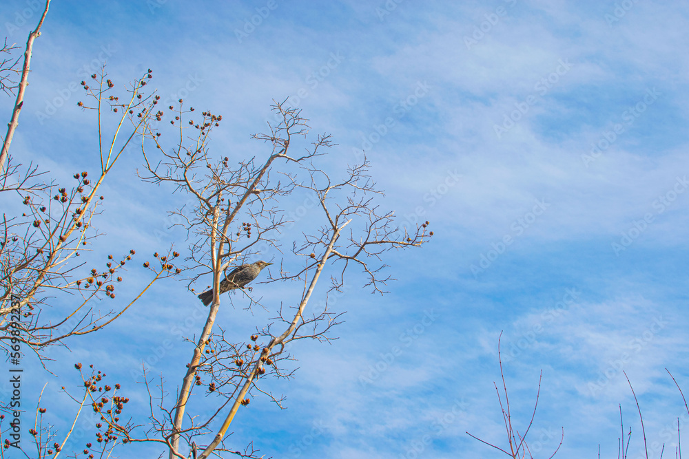 Beautiful background image of a wild robin (Erithacus rubecula) with stunning colors and a monarch butterfly (Danaus plexippus) standing on a branch. Tiny and cute bird looking at a prey butterfly.