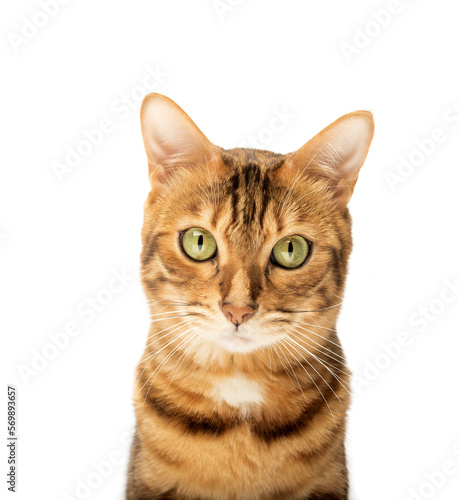 Studio shooting of Bengal cats, white background
