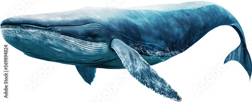Big whale illustration. White isolation. photo
