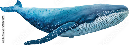 Big whale illustration. White isolation.  photo
