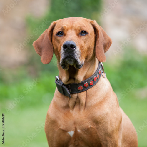 Rhodesian Ridgeback