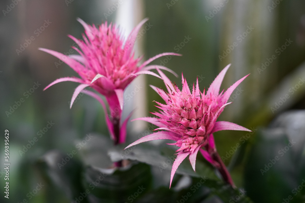 Exotic pink flowers of Aechmea fasciata. Flowering plant close-up. Bromeliaceae family. Silver vase or urn plant.
Exotic pink flowers of Aechmea fasciata. Flowering plant close-up. Bromeliaceae family. Silver vase or urn plant.