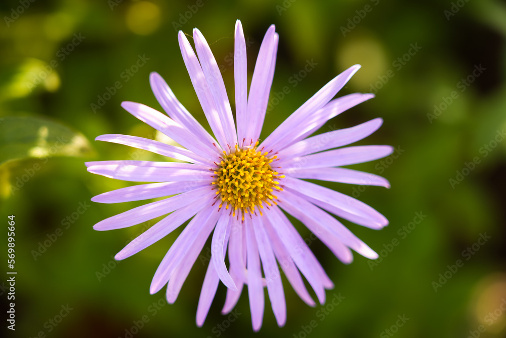Single purple aster flower against a green background. Flowering plant close-up.
Single purple aster flower against a green background. Flowering plant close-up.