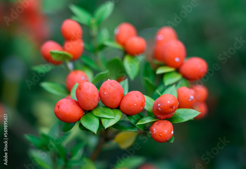 Red berries of Alyxia ruscifolia. Plant closeup. Shrub of the chainfruit or prickly alyxia.
 photo