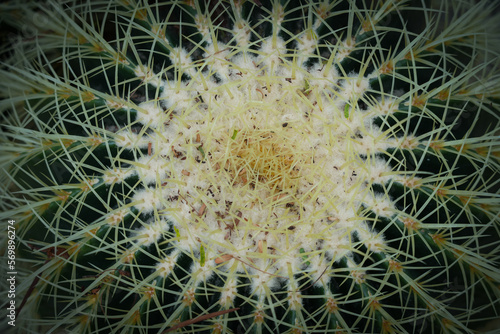 Echinocactus closeup. Prickly cactus as a background. 