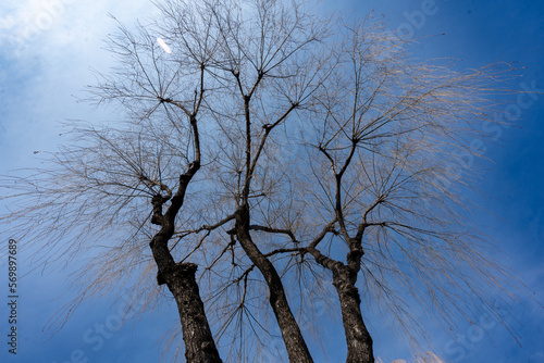 푸른 하늘 배경의 세쌍둥이 버드나무 photo