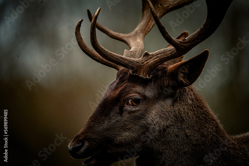 Damhirsch