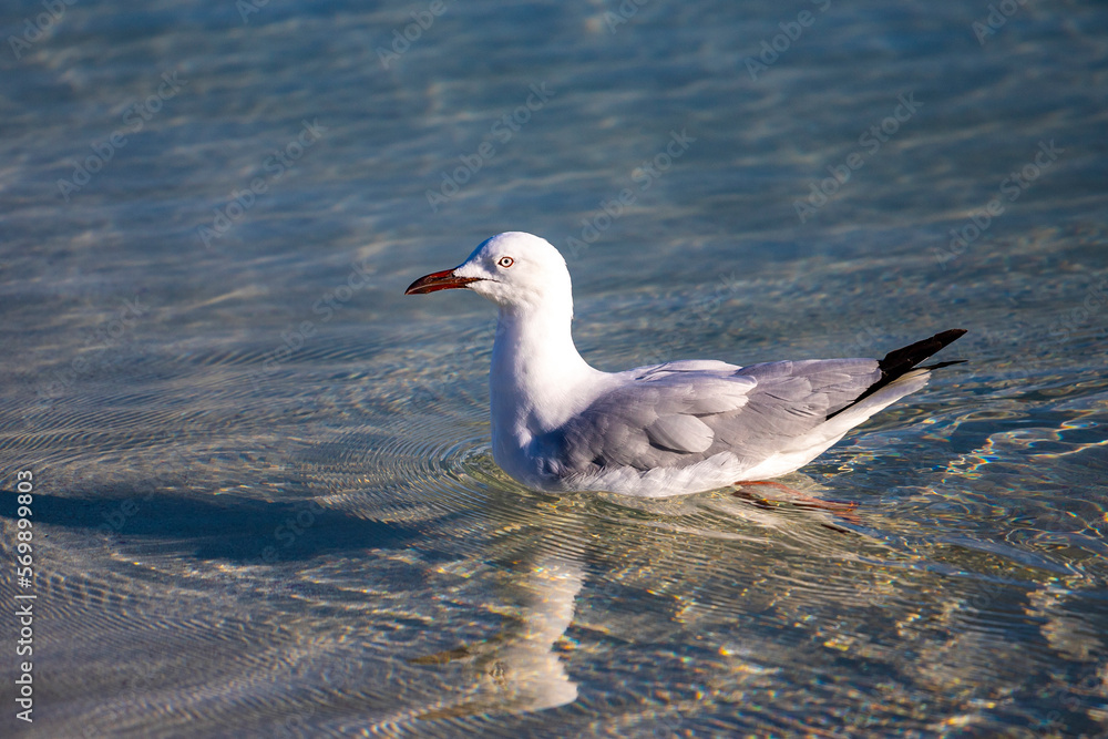 Beautiful silver gull swimming in the crystal clear ocean at Coral Bay, Cape Range National Park, Ningaloo reef, western australia