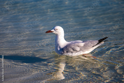 Beautiful silver gull swimming in the crystal clear ocean at Coral Bay, Cape Range National Park, Ningaloo reef, western australia photo