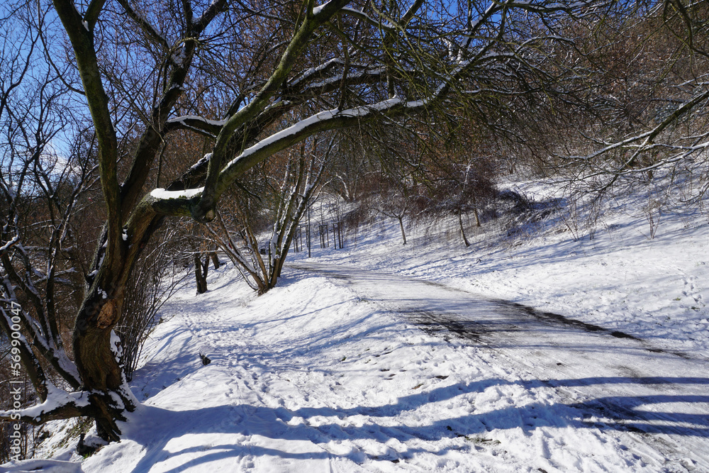 Road in park at winter Road in park at winter
