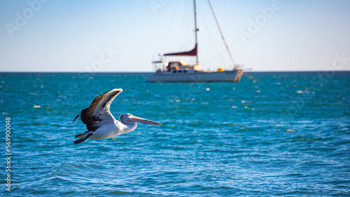 Beautiful large australian pelican flying low over Turquiose bay in Cape Range National Park, Western Australia