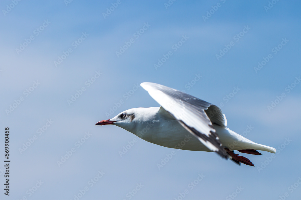 Obraz premium One seagull flying.The seagull is flying in the bright sky.
