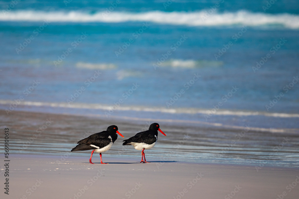 A beautiful cute adorable Australian oystercatchers walking along the magnificent Paradise Coast - Lucky Bay, Esperance, Western Australia