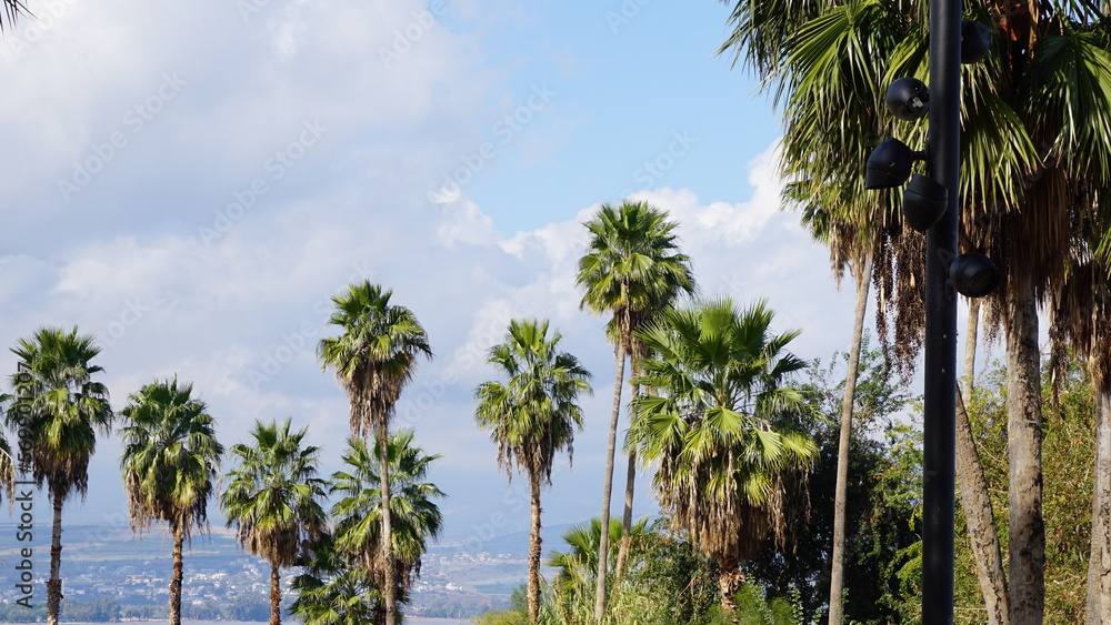 Palm trees in front of the lowest freshwater lake on Earth Sea of Galilee in Tiberias in Israel in the month of February