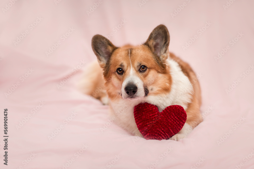 cute corgi dog puppy is lying on a pink bed with a red knitted heart cute corgi dog puppy is lying on a pink bed with a red knitted heart
