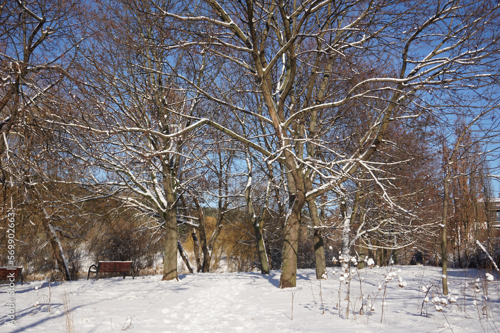 Fototapeta premium Park in winter at daytime