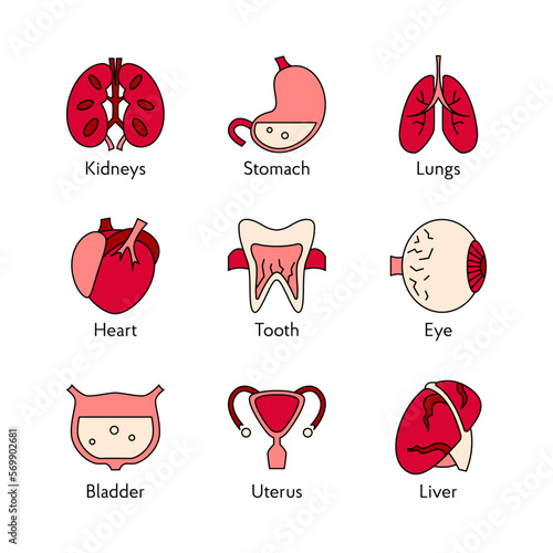 Set of human organs icons flat vector illustrations of human organs symbol for web design medicine anatomy for clinic hospital
