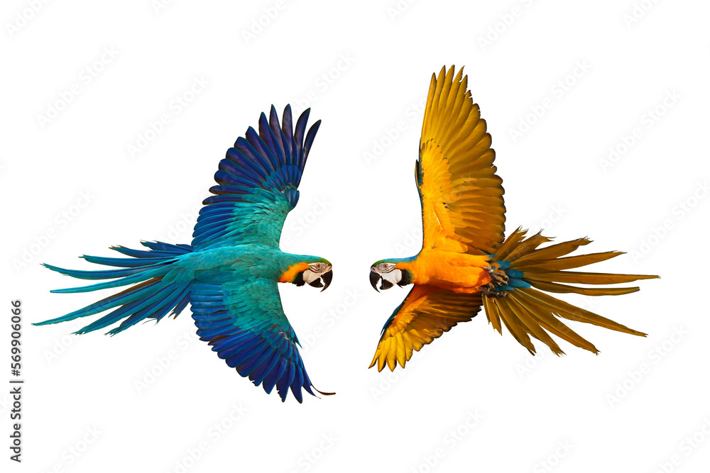 Colorful parrots flying isolated on transparent background png file. High quality instant download parrot png	