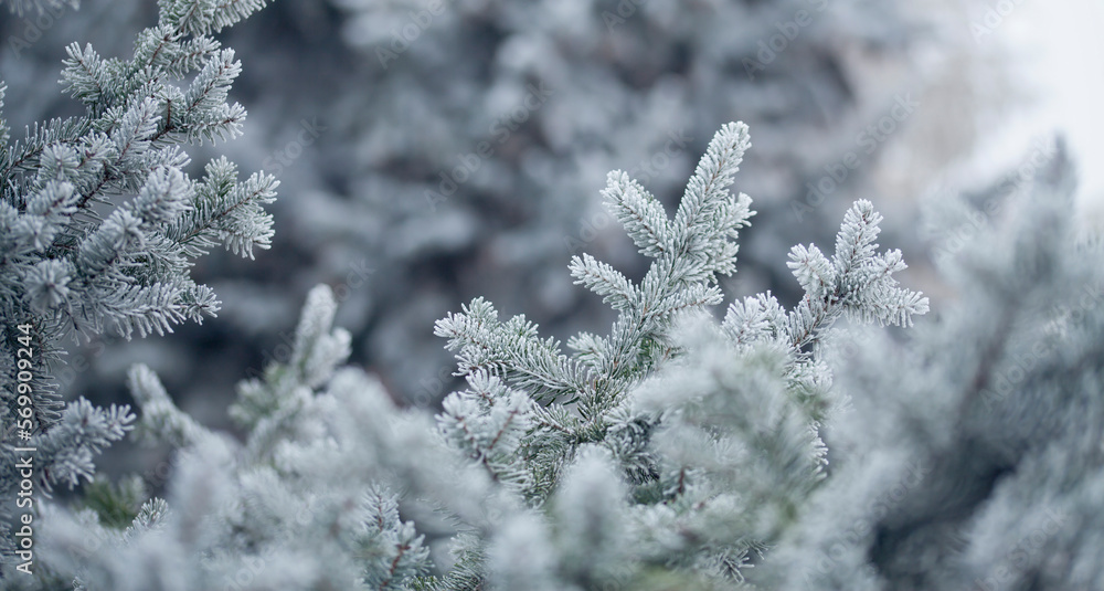 Obraz premium Frosty pine tree brunches - winter white landscape with cristals of snow on the needles.