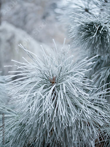 Frosty pine tree brunches - winter white landscape with cristals of snow on the needles.