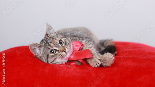 Cat looks away. Valentine's Day. Kitten with red bow rests on a red pillow. Cat gift. Web banner copy space. Valentine's day. Postcard. Greeting card. Happy birthday. Pet. Empty space for text.
