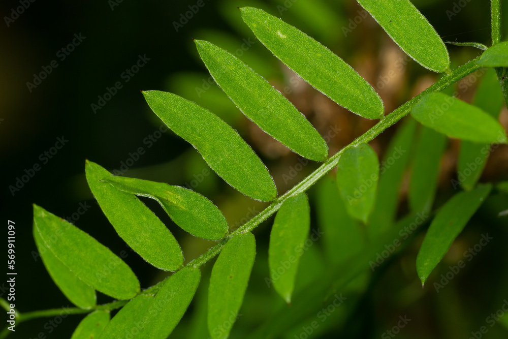 Bush Vetch Vicia sepium. Leaf Closeup. in a natural environment, blurry background Bush Vetch Vicia sepium. Leaf Closeup. in a natural environment, blurry background