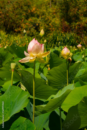 Voyage en Australie - kangaroo island - Australia