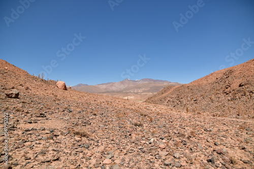 Cactus in lonely valley in Atacama Desert Chile