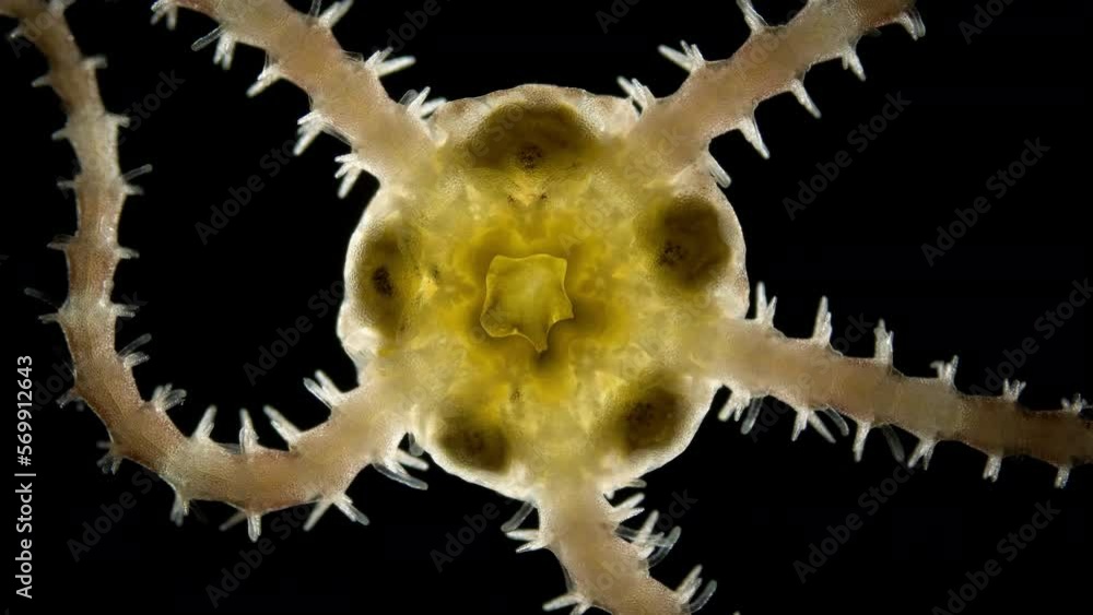 Ophiura under a microscope, class Ophiuroidea, similar to Asteroidea