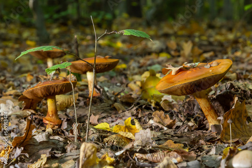 A closeup of Cortinarius triumphans, in a natural environment against the background of the forest photo