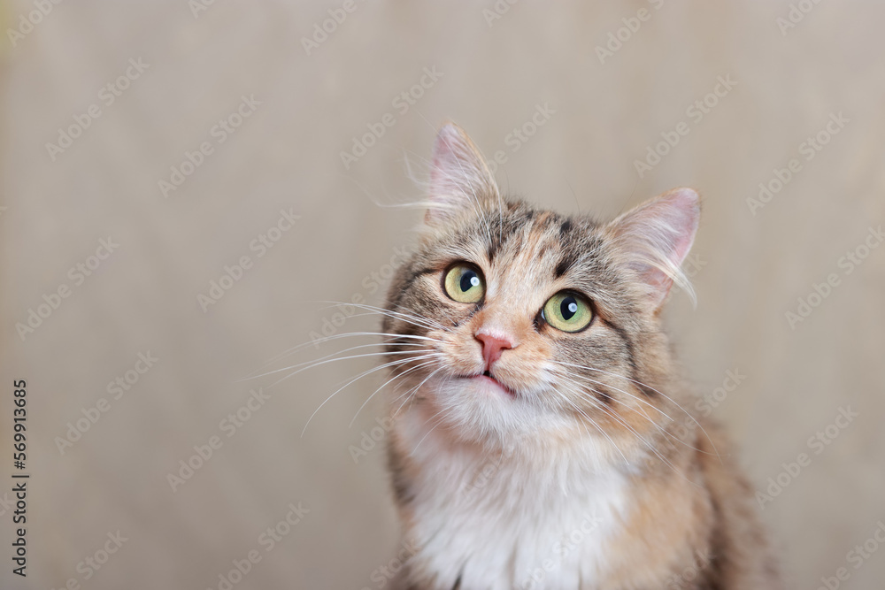 Funny cat with open mouth. Portrait of a Cat on a light yellow background. Place for text. Kitten with big green eyes close-up. Pet. Beautiful Kitten. Animal background. Web banner with copy space. 