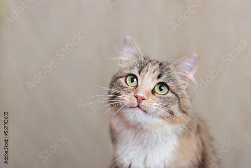 Funny cat with open mouth. Portrait of a Cat on a light yellow background. Place for text. Kitten with big green eyes close-up. Pet. Beautiful Kitten. Animal background. Web banner with copy space.  © Mariia