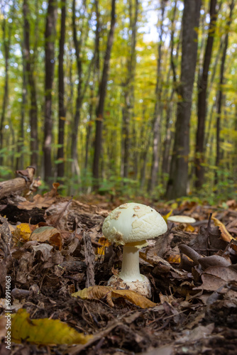 Inedible mushroom Amanita citrina in the forest. Known as false death cap or Citron Amanita