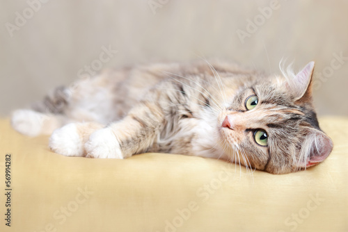 Lazy Cat rests on a orange blanket. Cat is lying on a beautiful yellow background. Place for text. Kitten with big green eyes close-up. Pet. Beautiful Kitten. Cute Cat looks away. Without people